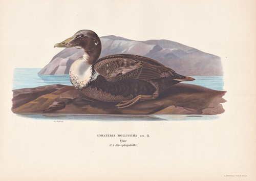 Eiderente eider anatra - eiderente,