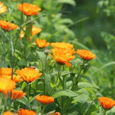 600+ SEMI CALENDULA OFFICINALIS ? forma selvaggia ? CALENDOLA FIORRANCIO