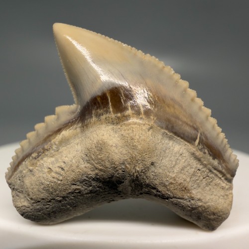 Cuvier galeocerdo fossile - cuvier,