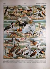 Stampa antica UCCELLI