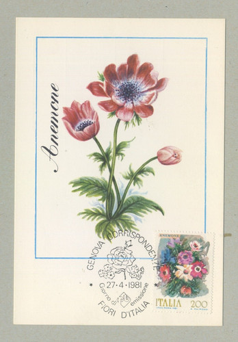 Anemone fiori d italia - -,