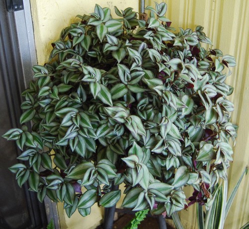 Violet hill tradescantia - violet,