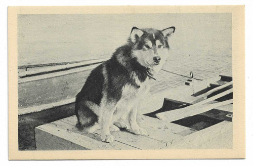 Postcard spat the - postcard, dog