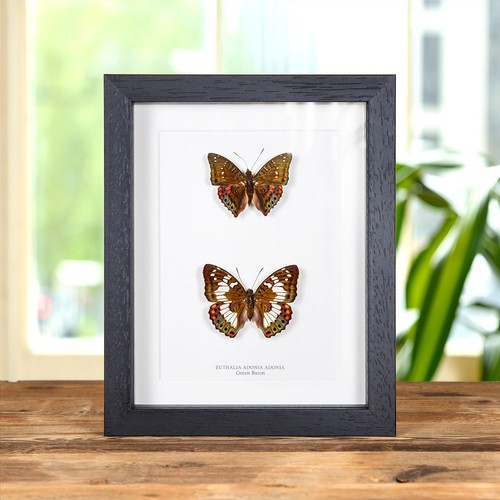 Green baron butterfly - green, &