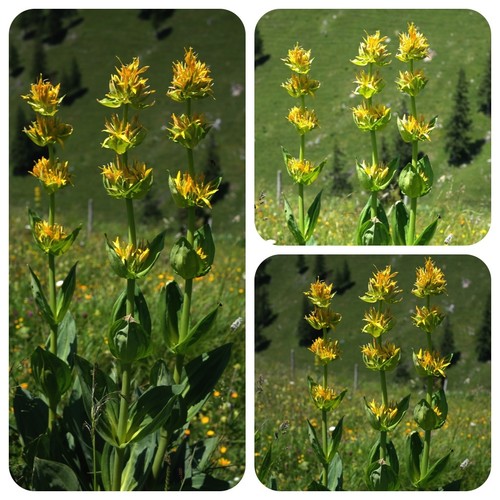 Gelber enzian gentiana lutea - enzian,