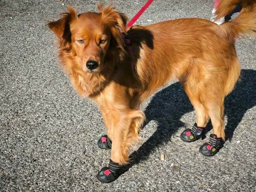 Scarpette per cani - per,