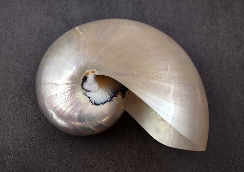 Nautilus conchiglia - nautilus,