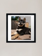 Bellissimo poster nero Shiba