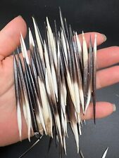 20 pezzi penne di porcospino