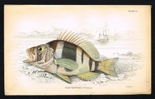 Comber dipinto su giaardina