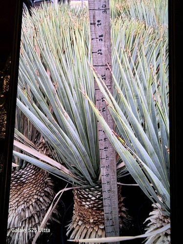 Yucca rostrata tall - 25, 30"