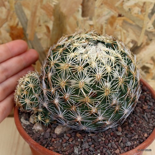 Coryphantha palmeri vaso cm - 15,