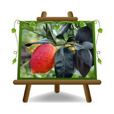 Agrumi Limone Rosso Pianta da
