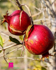 Pianta di MELOGRANO 'MEDOVYI