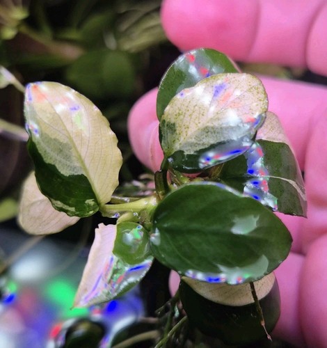 Anubias panda - anubias, sp.