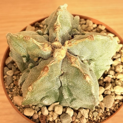 Astrophytum myriostigma