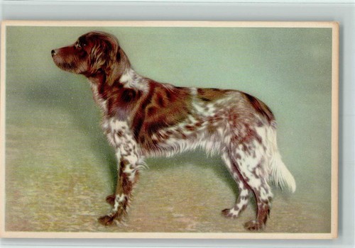 10141489 epagneul cane - 10141489,