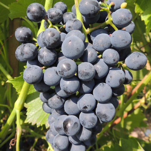 Vite cabernet cantor - cabernet,