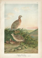 Stampa antica UCCELLI QUAGLIA Coturnix coturnix Naumann 1897 Antique print