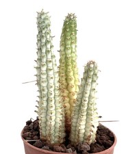 Euphorbia mammillaris BIANCO variegato | Variegato pannocchia di mais indiano - Variegato