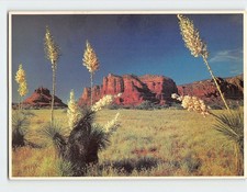 Cartolina Yucca o deserto