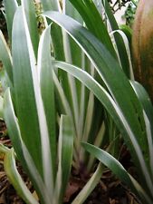 Iris japonica ' Variegata' °