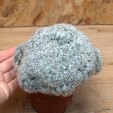 Mammillaria plumosa Vaso 10 cm