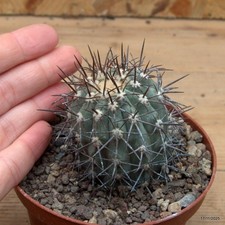 Copiapoa marginata Vaso 10 cm