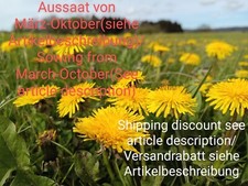 Dente di leone, Taraxacum