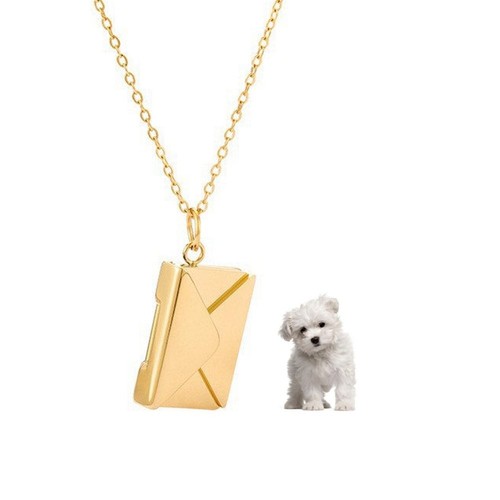 Maltese dog pet gold colour - dog,