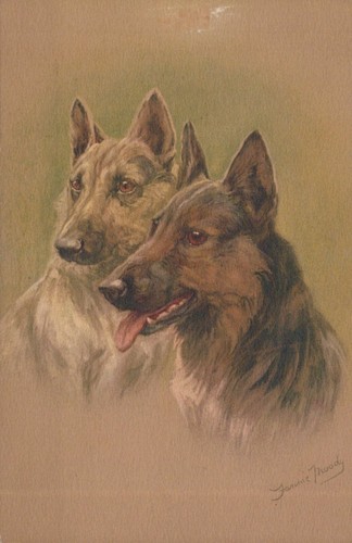 Cartolina cani pastore - da,