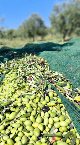Olio extravergine oliva - olio,