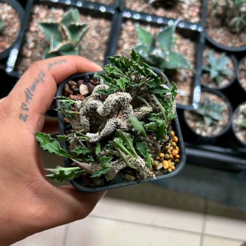 Pianta cactus succulenta 8 - succulenta,
