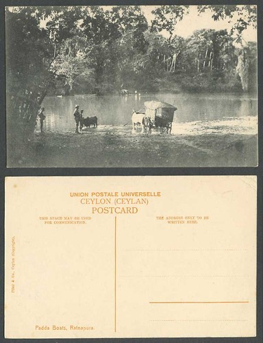 Ceylon old postcard - postcard, padda