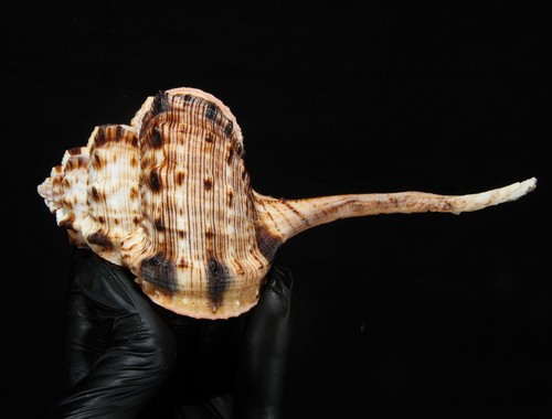 Seashell 134 haustellum - -,