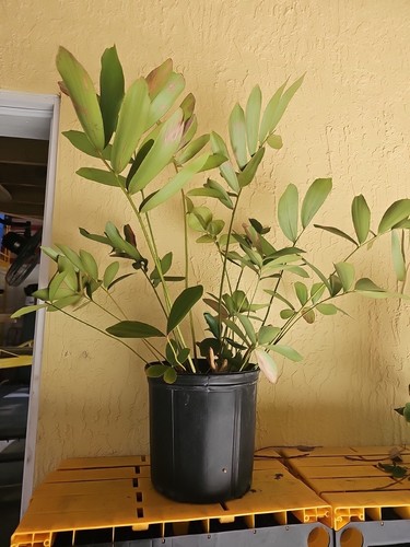 Mature zamia furfuracea - xl,