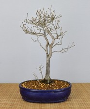 Bonsai, Prugna di Cacaco