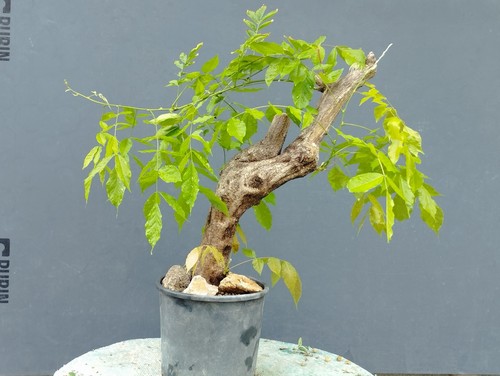Bonsai glicine 47x10cm in - bonsai,