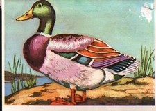 MONDORAMA - Ed.MODERNA 1969 -Figurina n.170 ANITRA GERMANO REALE REC. 