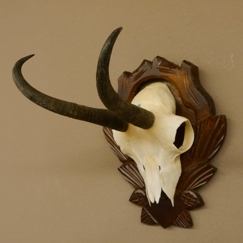 Corno camoscio scudo - su,