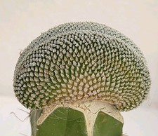 Turbinicarpus pseudopectinatus  cristate