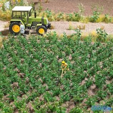 Cespuglio piante di patate