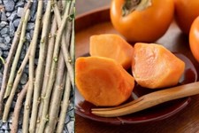 5x pz TAGLI rampolli CACHI