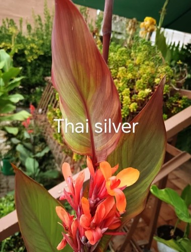 Pianta canna thai - canna, silver