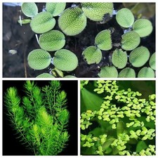  Lotto Piante galleggianti !PIANTA PIANTE ACQUARIO LAGHETTO