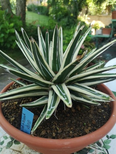 Agave regina white - agave, rhino