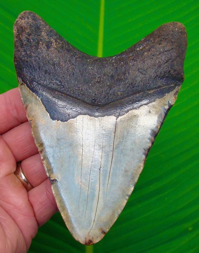Megalodonte dente di - megalodonte,