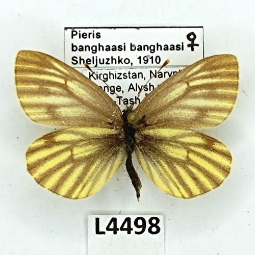 Pieridae pieris banghaasi - pieridae,,