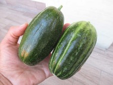 SEMI CAROSELLO SPUREDDA