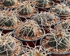 Gymnocalycium armatum -  -